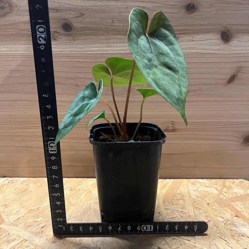 アンスリウム パピリラミナム | GREEN LUCK