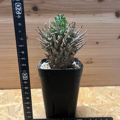 専用出品ユーフォルビア　スエコランディ　闘牛角　植木鉢