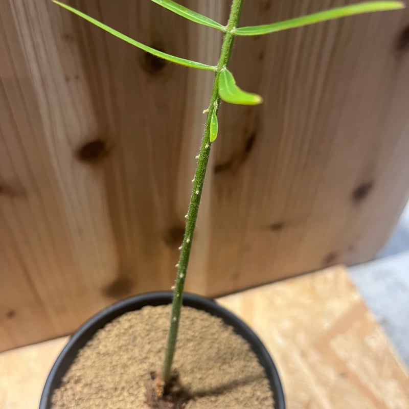 サイカス sp.タイシルバー | GREEN LUCK