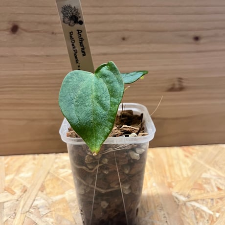 anthurium | STORES