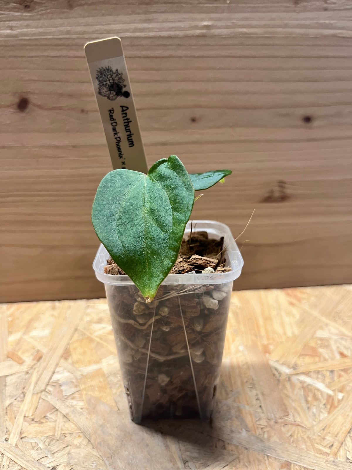 アンスリウム レッドダークフェニックス×sp.nov DF | GREEN LUCK