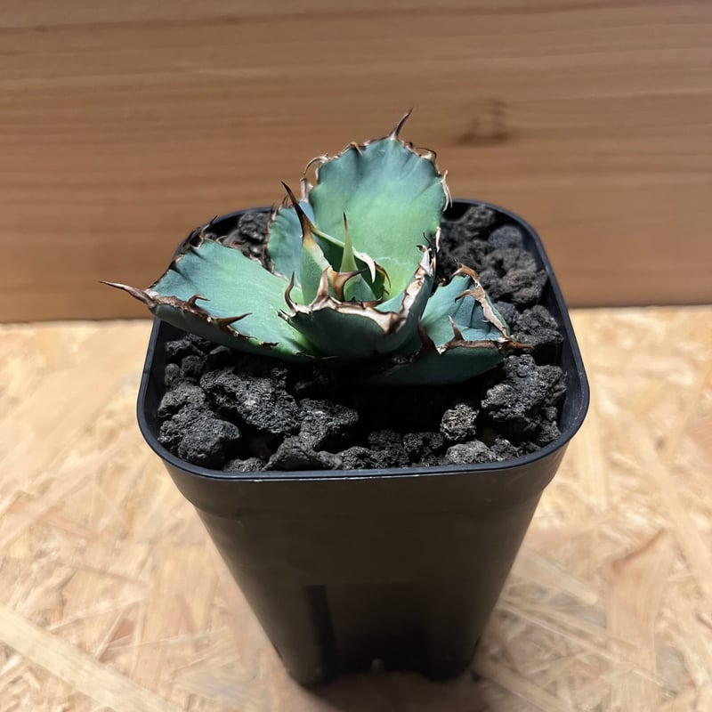 アガベ チタノタ 黒盾 | GREEN LUCK