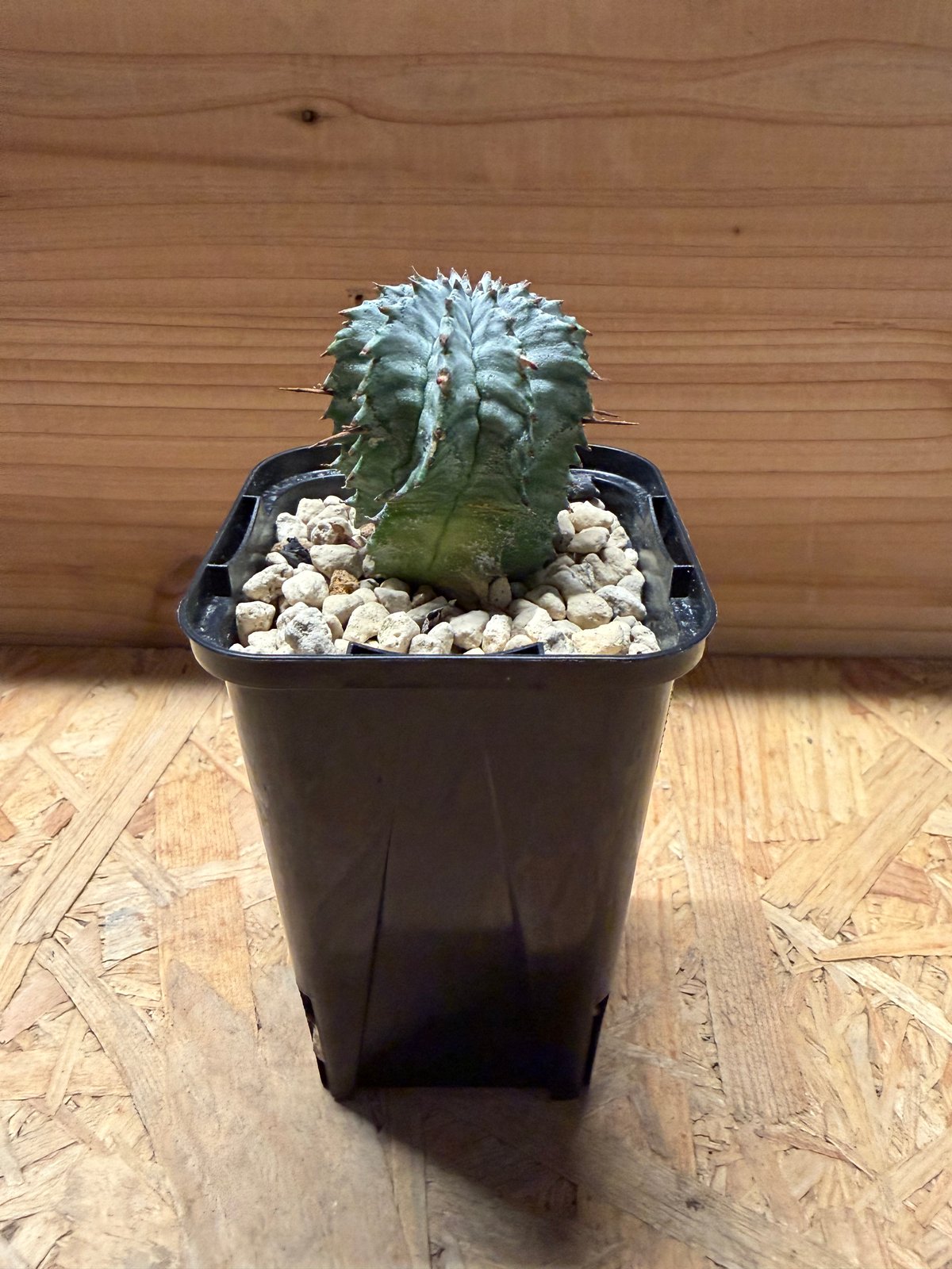 ユーフォルビア ホリダ ゼブラホリダ | GREEN LUCK