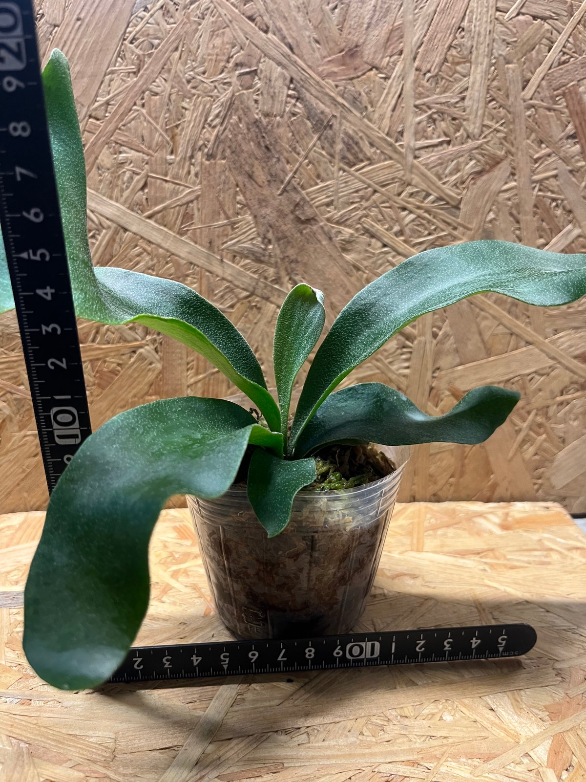 ビカクシダ パナマ ビカクシダ ヒリー パナマ | GREEN LUCK