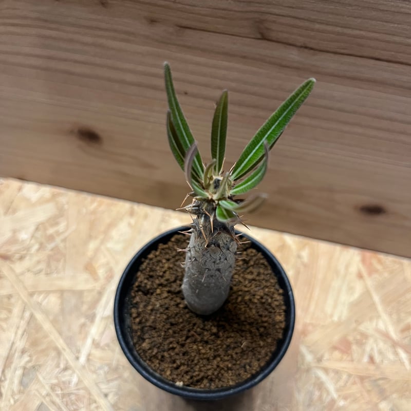 パキポディウム ドラケイ | GREEN LUCK