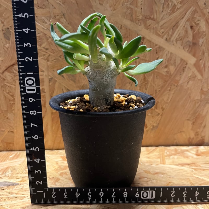 チレコドン レティキュラーツス 万物想 実生 | GREEN LUCK