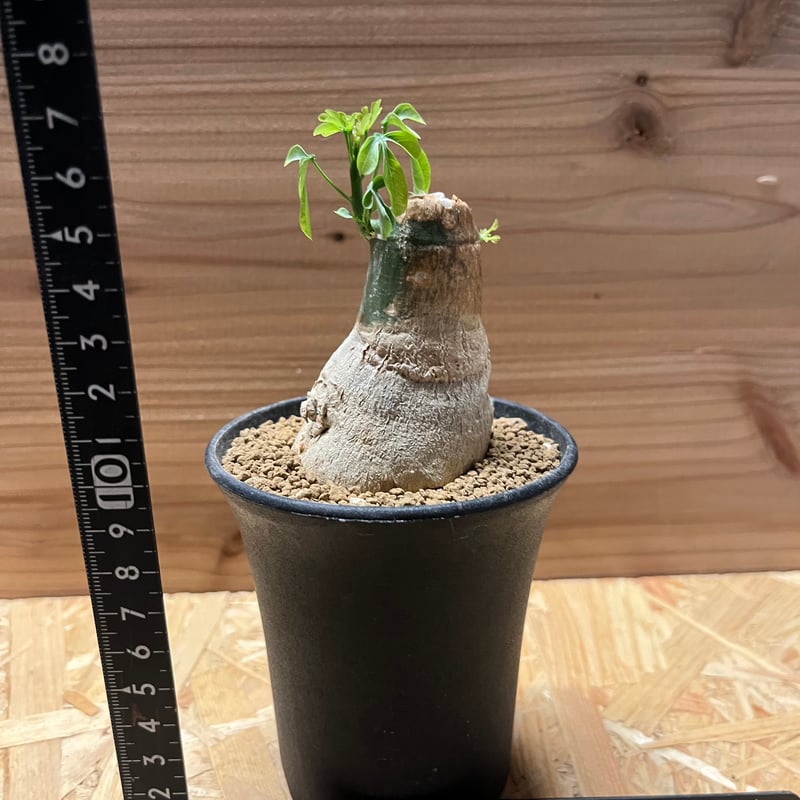 アデニア　フルチコーサ Adenia fruticosa