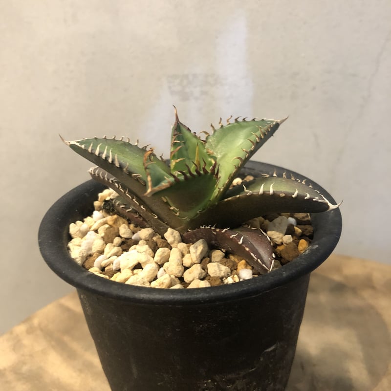 24個セットアガベチタノタ曲刺八蕾‼️726*24 24個セットアガベチタノタ曲刺八蕾‼️726*24 AGAVE |