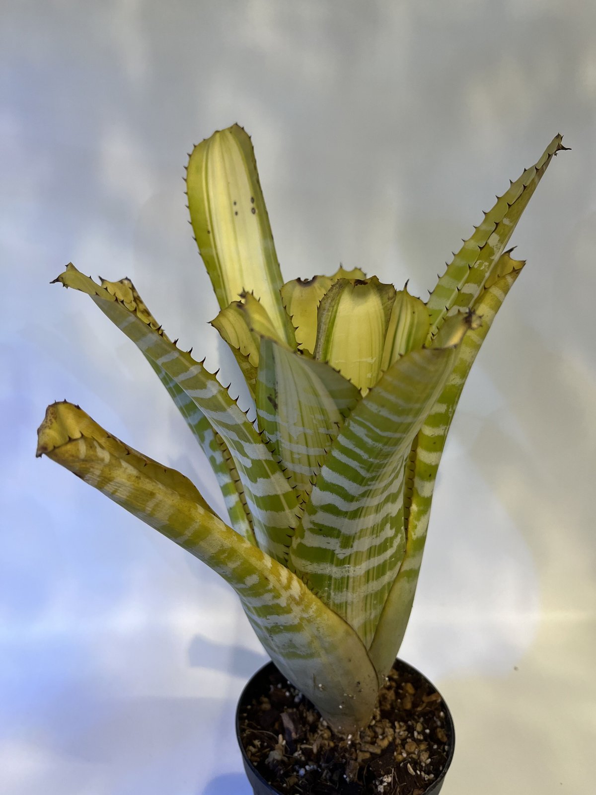 永山様専用エクメア チャンティニー ヤマモト | GREEN LUCK