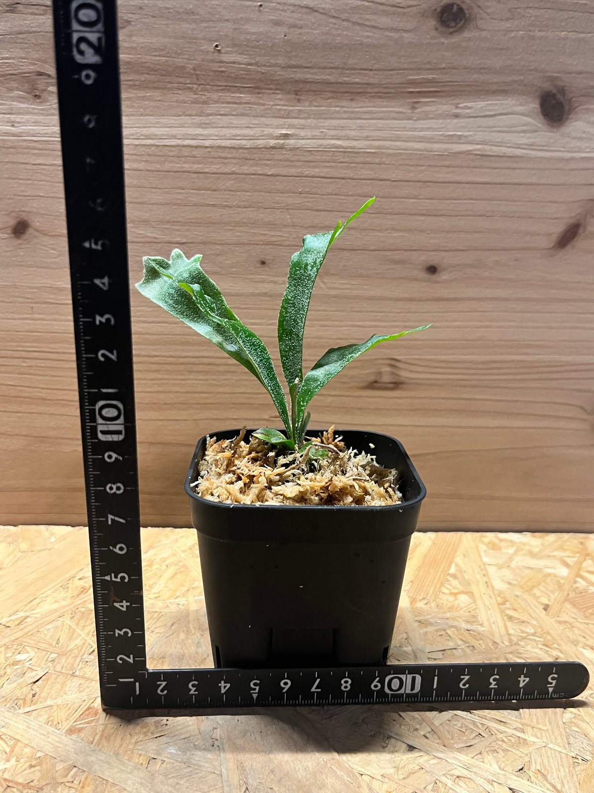 ビカクシダ シュプール | GREEN LUCK