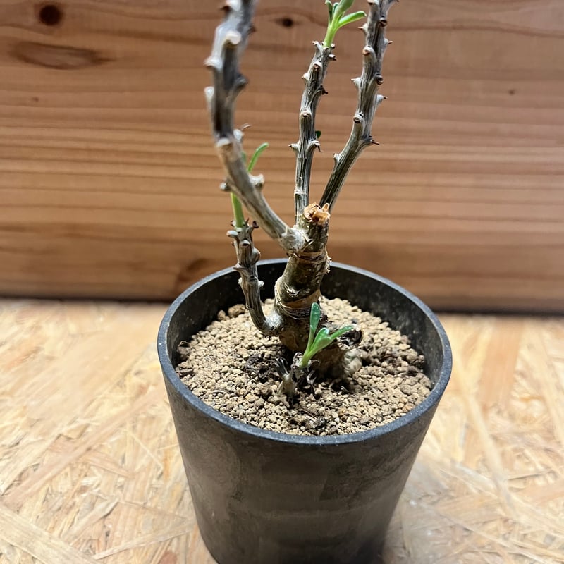 チレコドン ストリアツス | GREEN LUCK