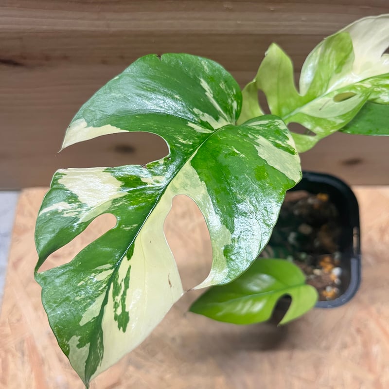 斑入りラフィドフォラ テトラスペルマ パラゴン | GREEN LUCK