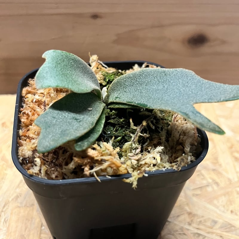 ビカクシダ ジェニー | GREEN LUCK