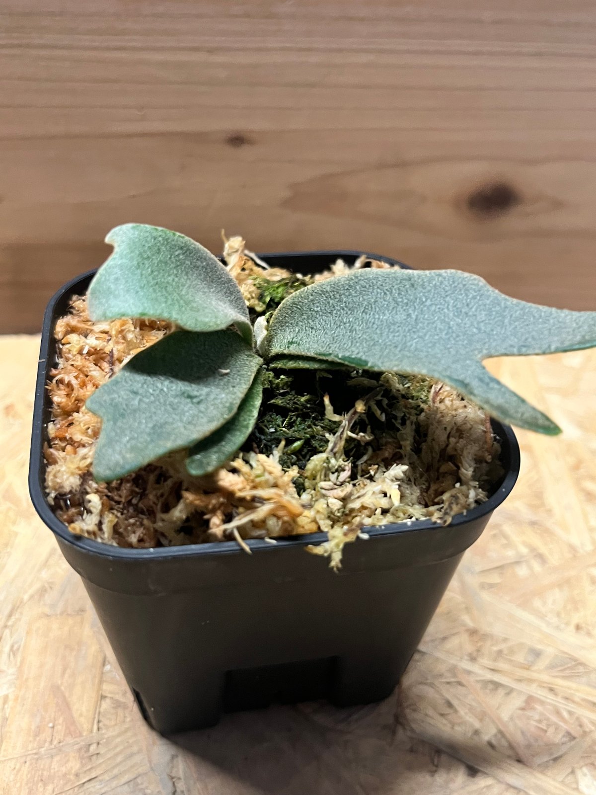 ビカクシダ ジェニー | GREEN LUCK