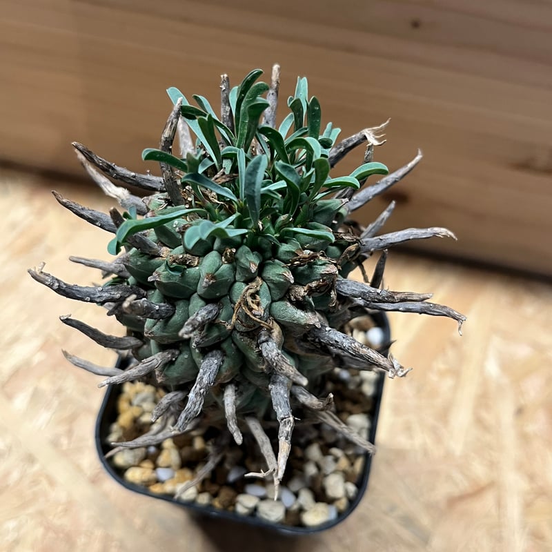 ユーフォルビア スエコランディ 闘牛角 | GREEN LUCK