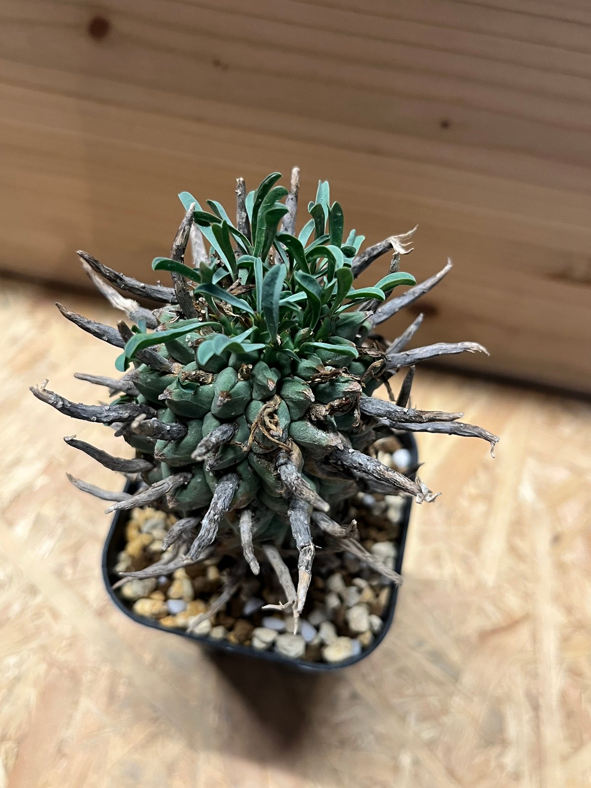 ①ユーフォルビア ルディス ユーフォルビア・ルディス | 悟 satori