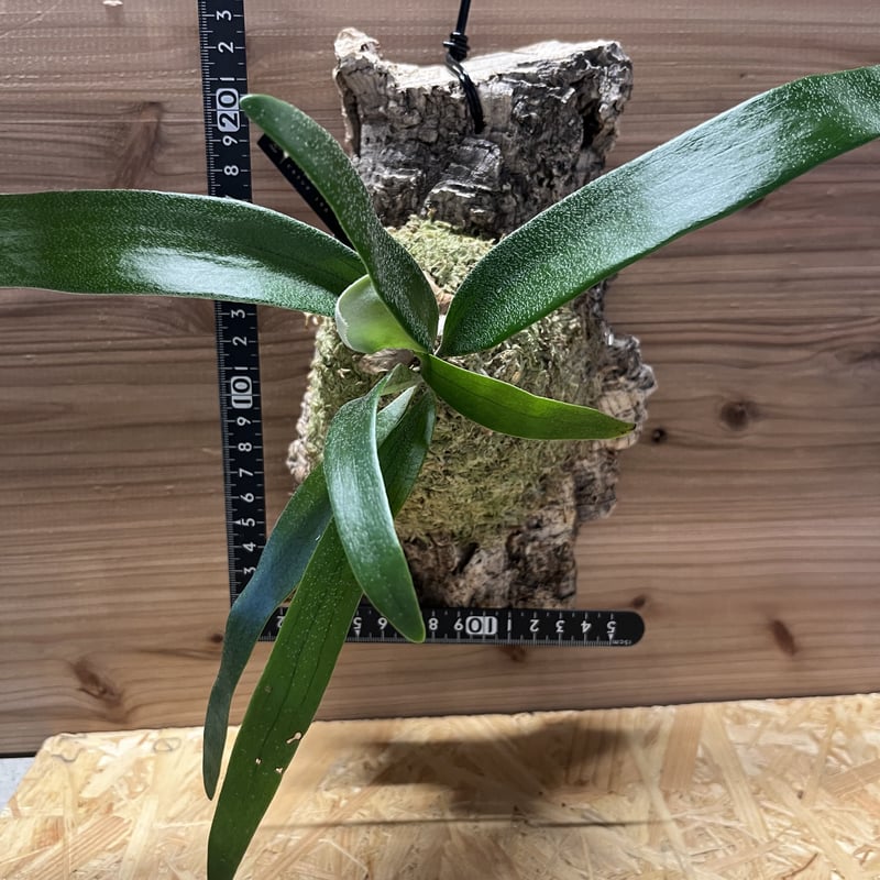 ビカクシダ トサカ | GREEN LUCK