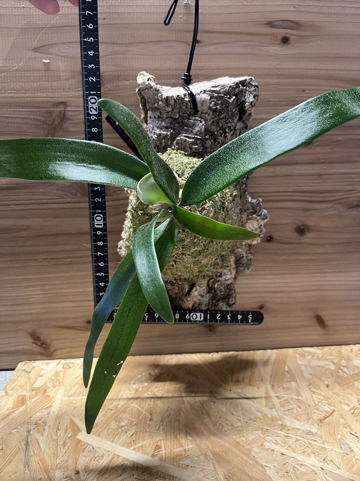 ビカクシダ トサカ | GREEN LUCK