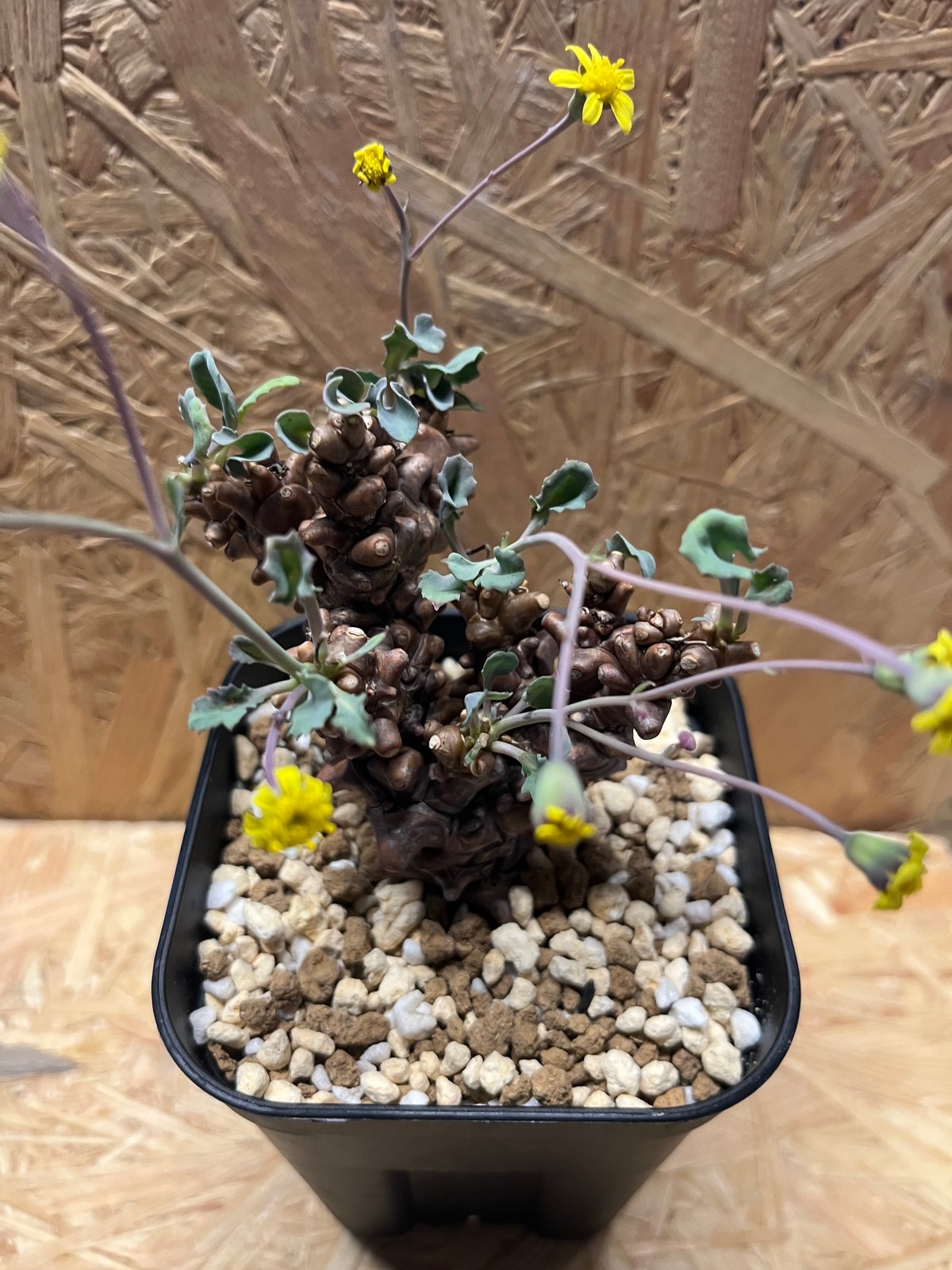 オトンナ ヘレー | GREEN LUCK