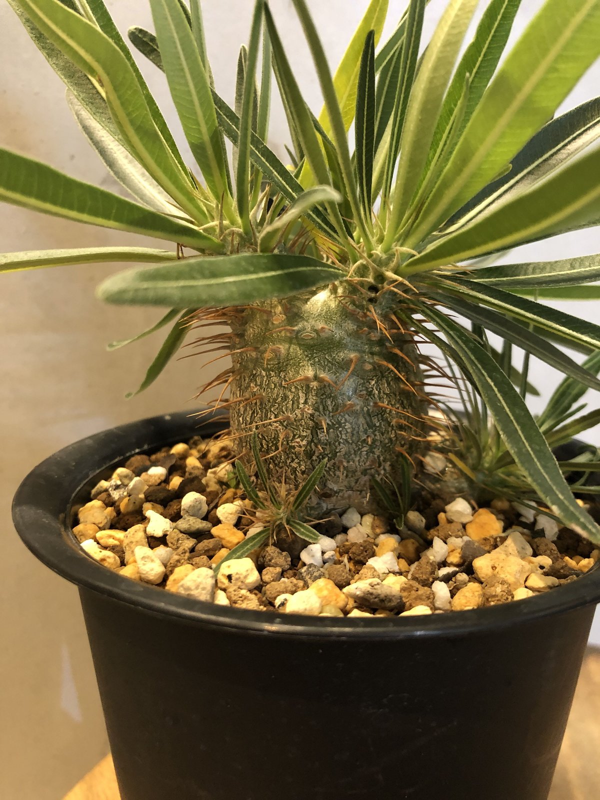 パキポディウム グラキリス 実生 | GREEN LUCK