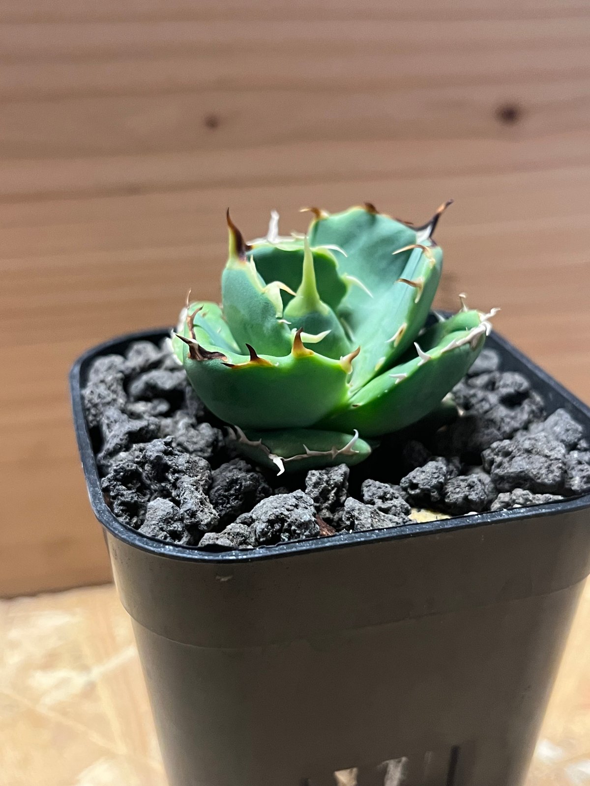 アガベ オテロイ アングリーハート 親株販売 アガベ HP008 chain saw オテロイ | Heartplants