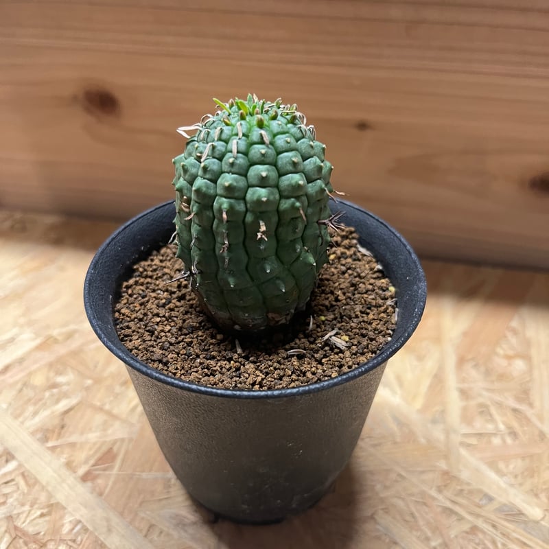 8/22更新　群星冠　ユーフォルビア・ステリスピナ　螺旋型レア株　タグ付き　丸型 8/3更新 群星冠 ユーフォルビア・ステリスピナ 螺旋型レア株