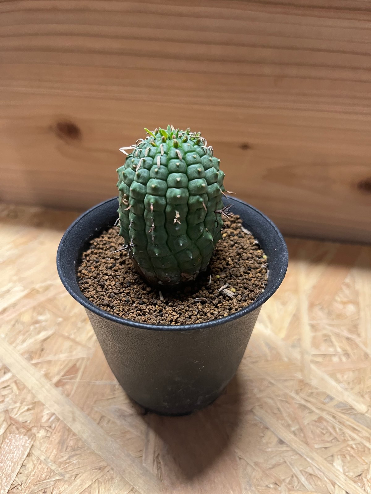 ユーフォルビア ステリスピナ 群星冠 | GREEN LUCK