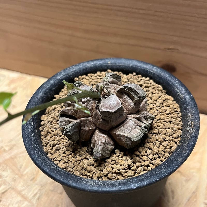 亀甲竜 ディオスコレア エレファンティペス | GREEN LUCK