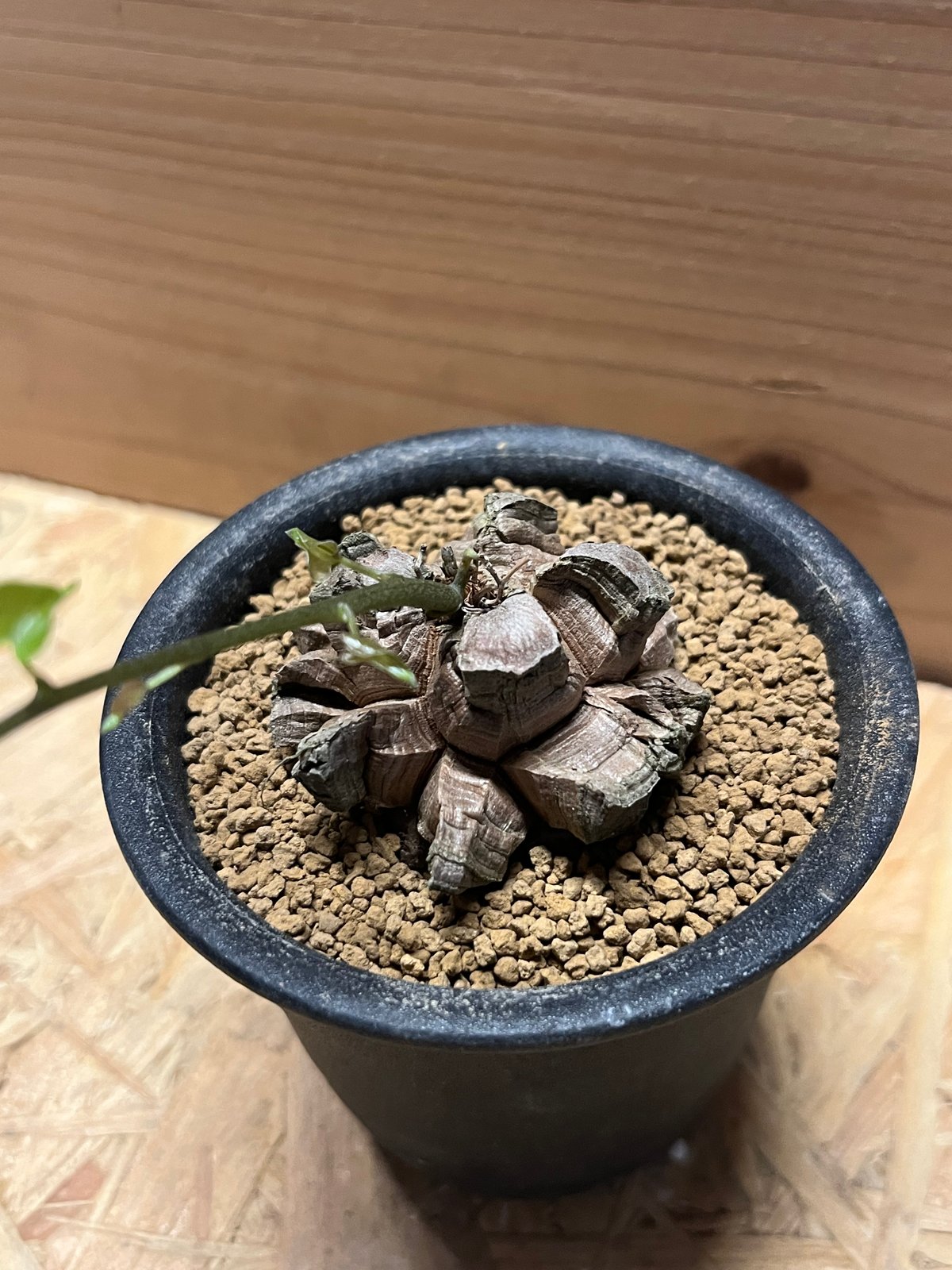 亀甲竜 ディオスコレア エレファンティペス | GREEN LUCK