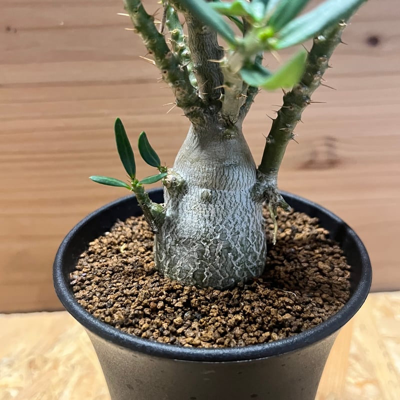 パキポディウム・ビスピノーサム パキポディウム ビスピノーサム | GREEN LUCK