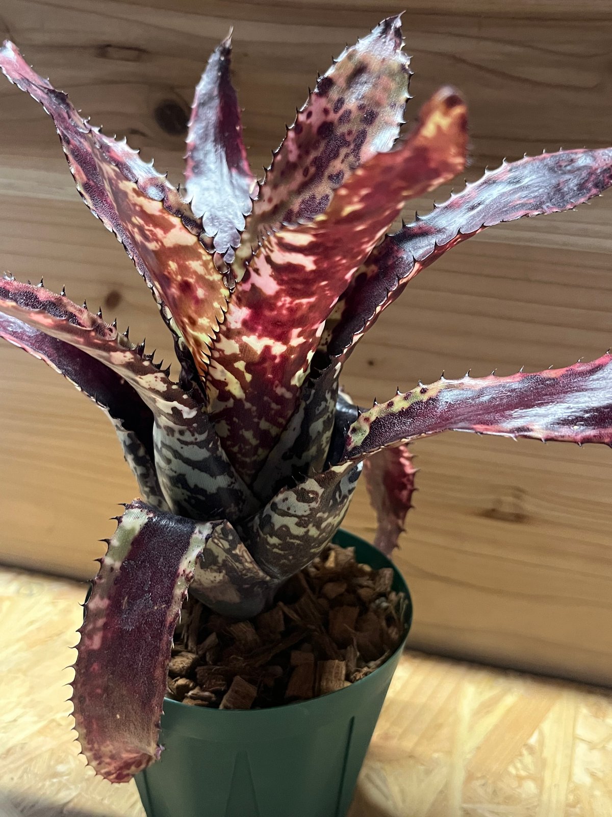 エクメア オーランディアナ シーディング | GREEN LUCK