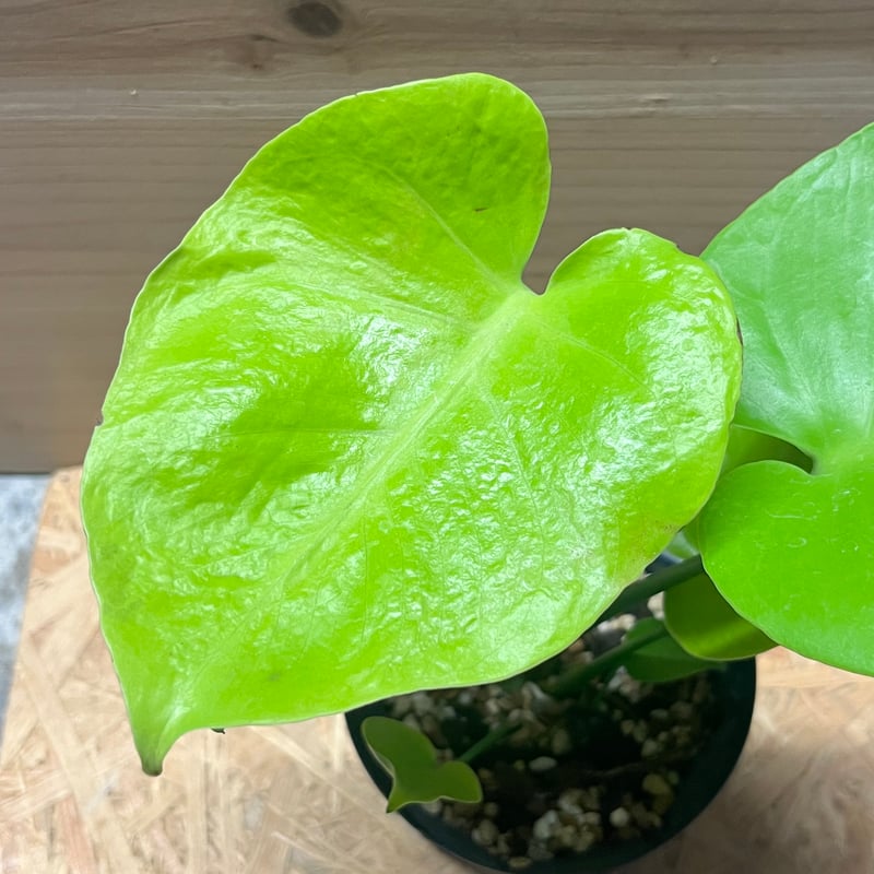 モンステラ デリシオーサ ゴールドリーフ | GREEN LUCK