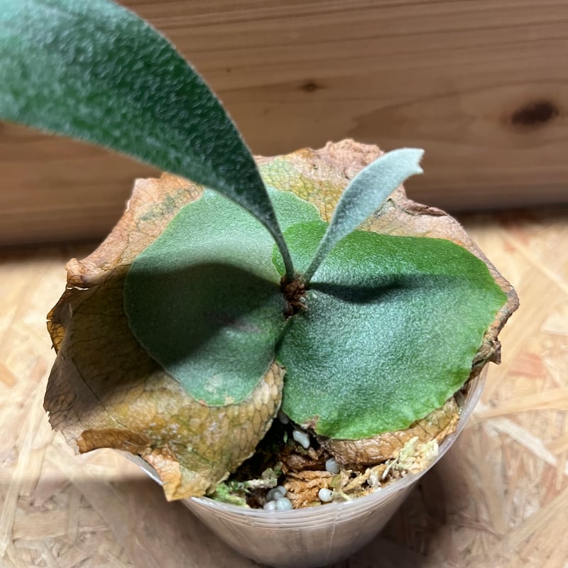 送料無料 親株 ライディーン rydeen ビカクシダ oc 子株付き ビカクシダ ライディーン | GREEN LUCK