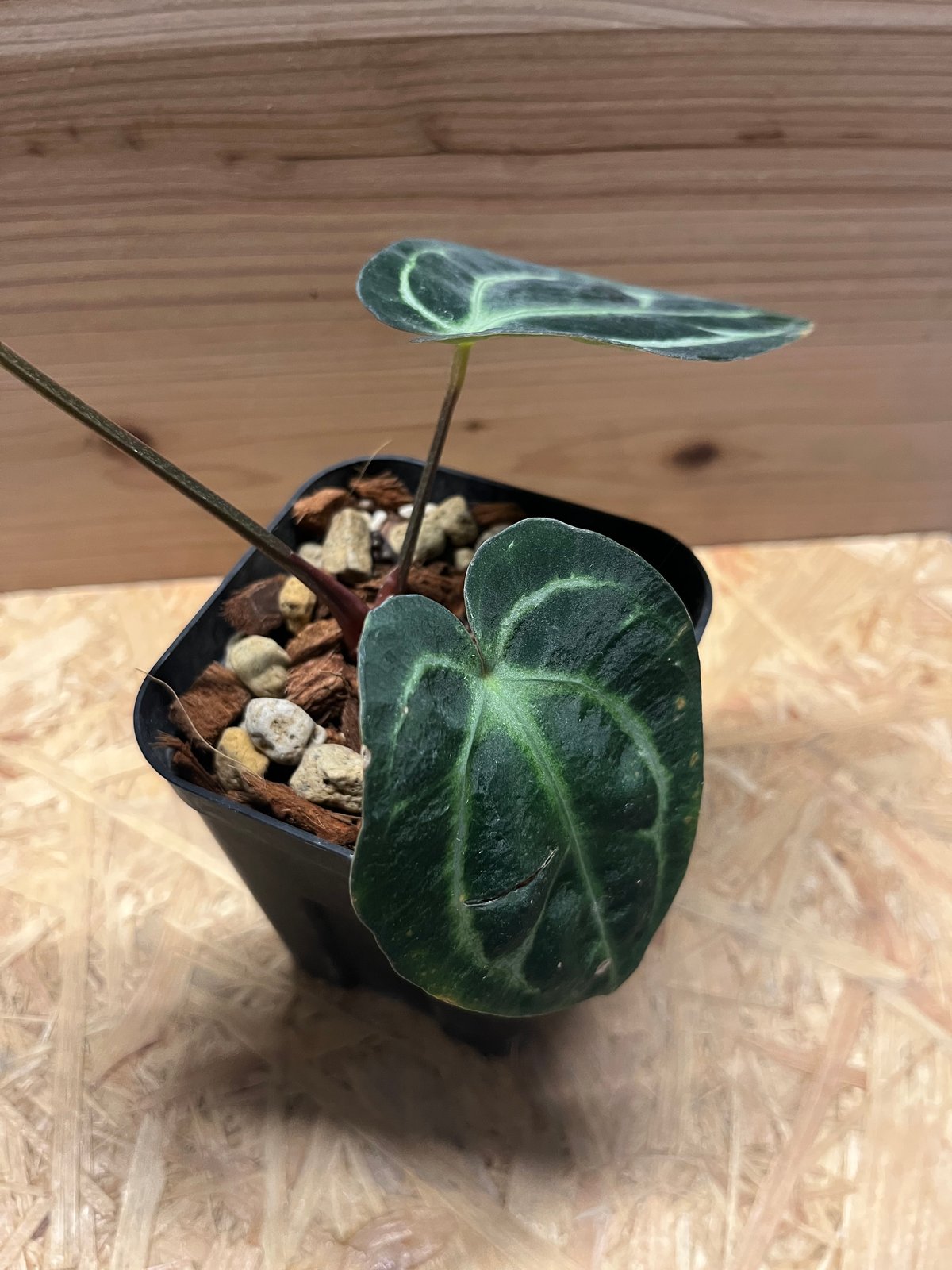 その他観葉植物 Anthurium calablackiae Anthurium Carlablackiae 4” – Rare Foliage Plant Co