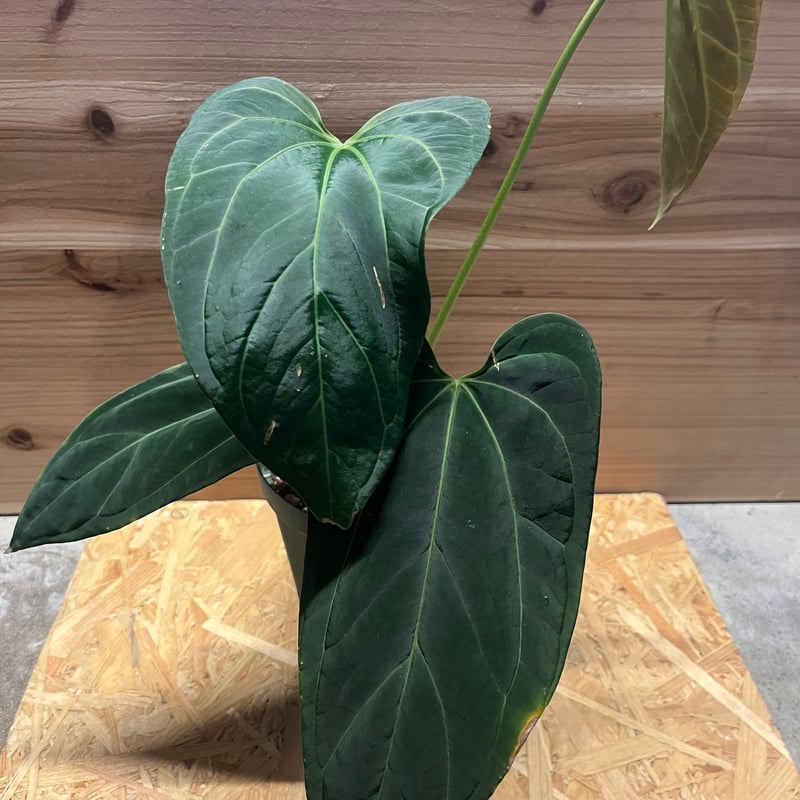 アンスリウム hyb. ベッセアaff ×デルタフォース | GREEN LUCK