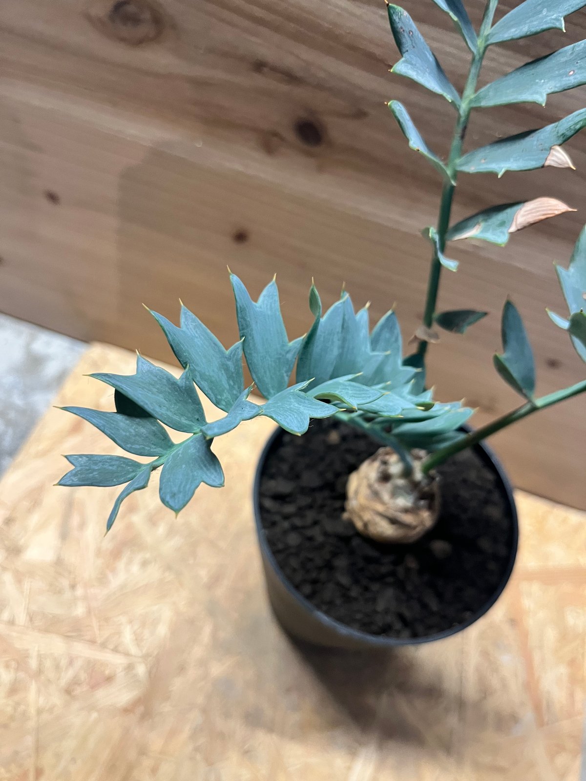 エンセファラルトス　ホリダス　南アフリカ産 エンセファラルトス ホリダス | GREEN LUCK