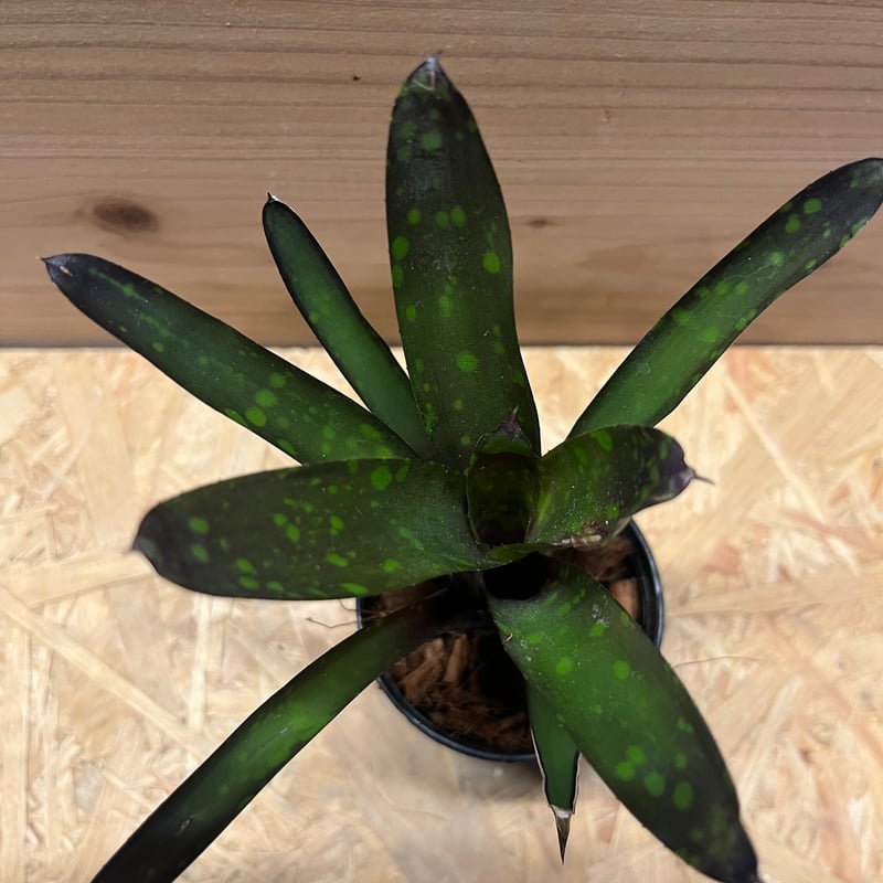 ネオレゲリア ノスフェラトゥ | GREEN LUCK