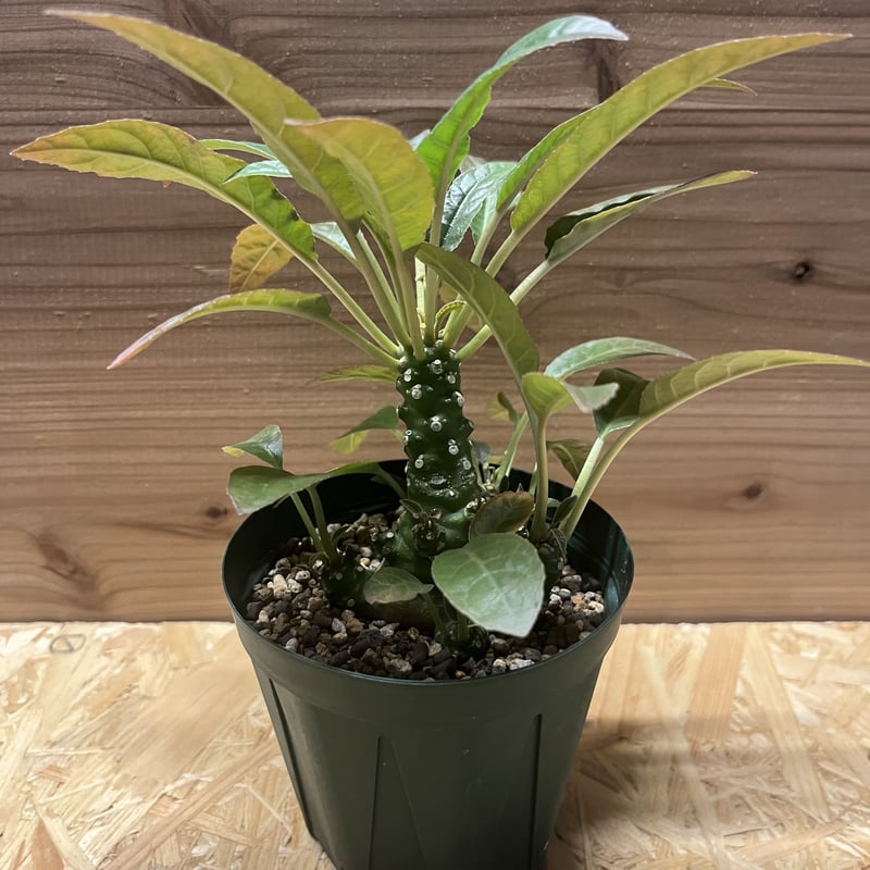 ドルステニア フォエチダ | GREEN LUCK