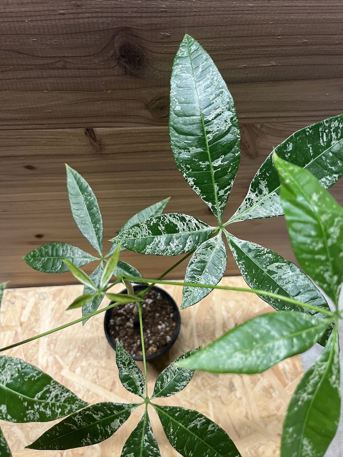 パキラミルキーウェイ 実生 観葉植物 パキラ・ミルキーウェイ（実生株）B | Nature Garland／deco