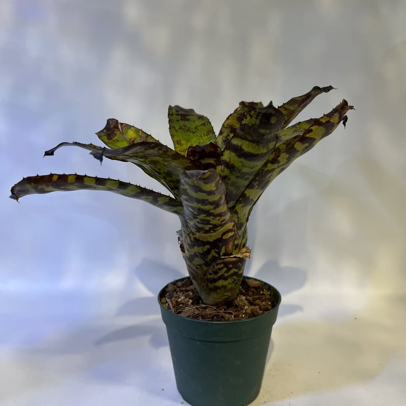 エクメア コレイア アラウジョイ | GREEN LUCK