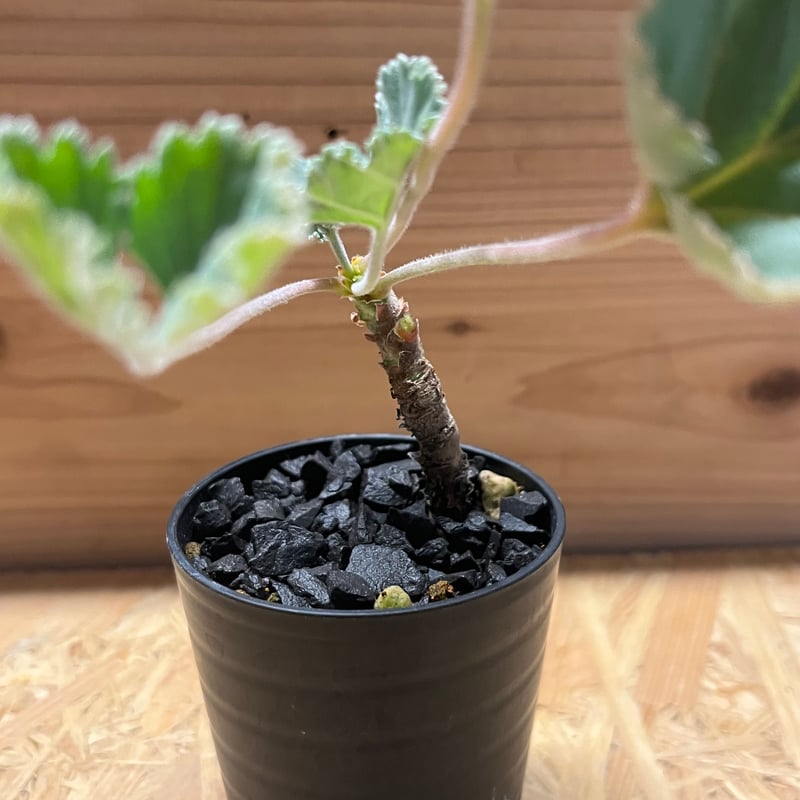 ペラルゴニウム ミラビレ 実生 | GREEN LUCK