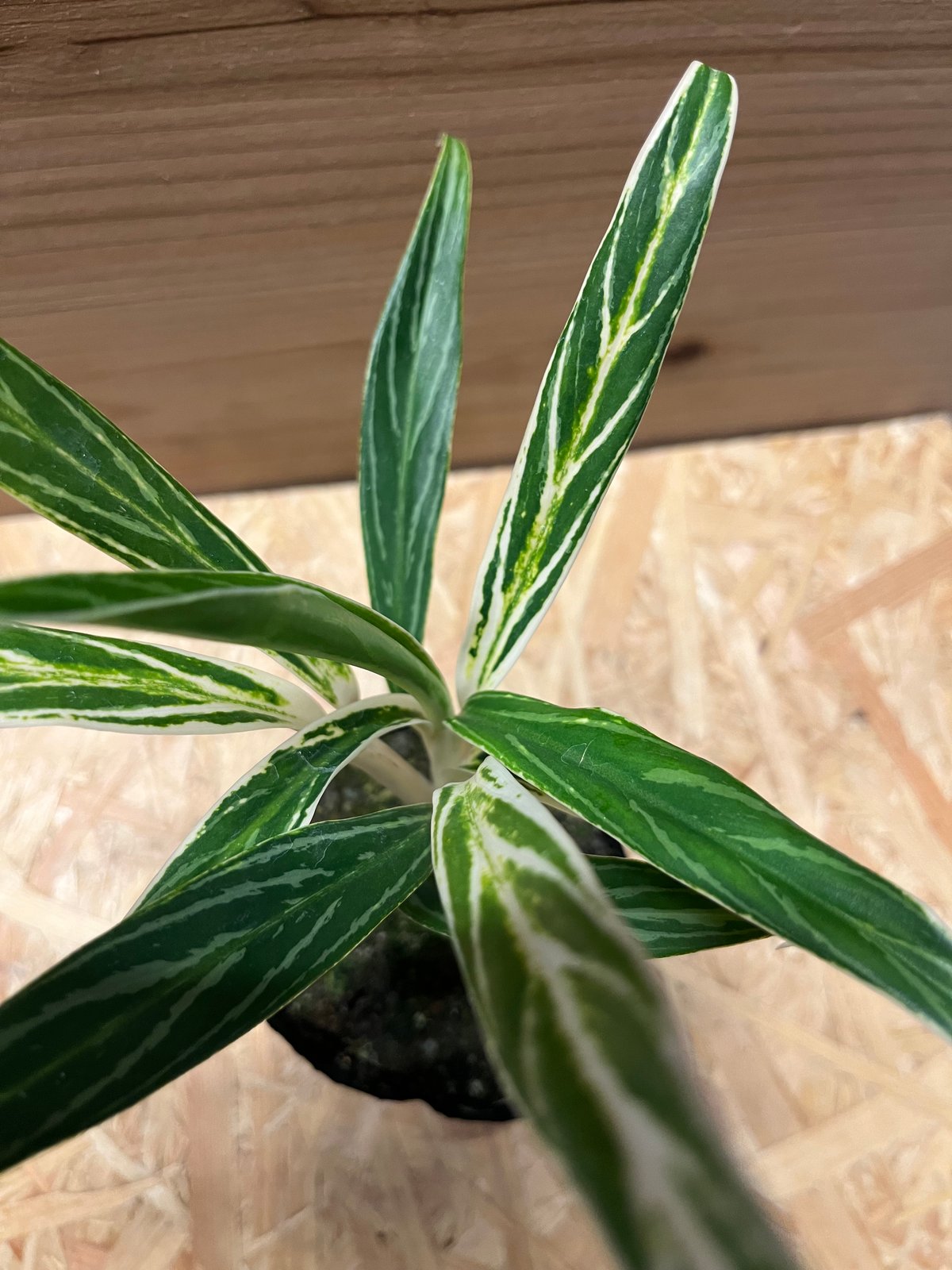 希少❗️ボリューム大❗️アグラオネマ　ホワイトバンブー✨ アグラオネマ ホワイトバンブー 意外に動きが遅い⁉️ 黒い鉢と