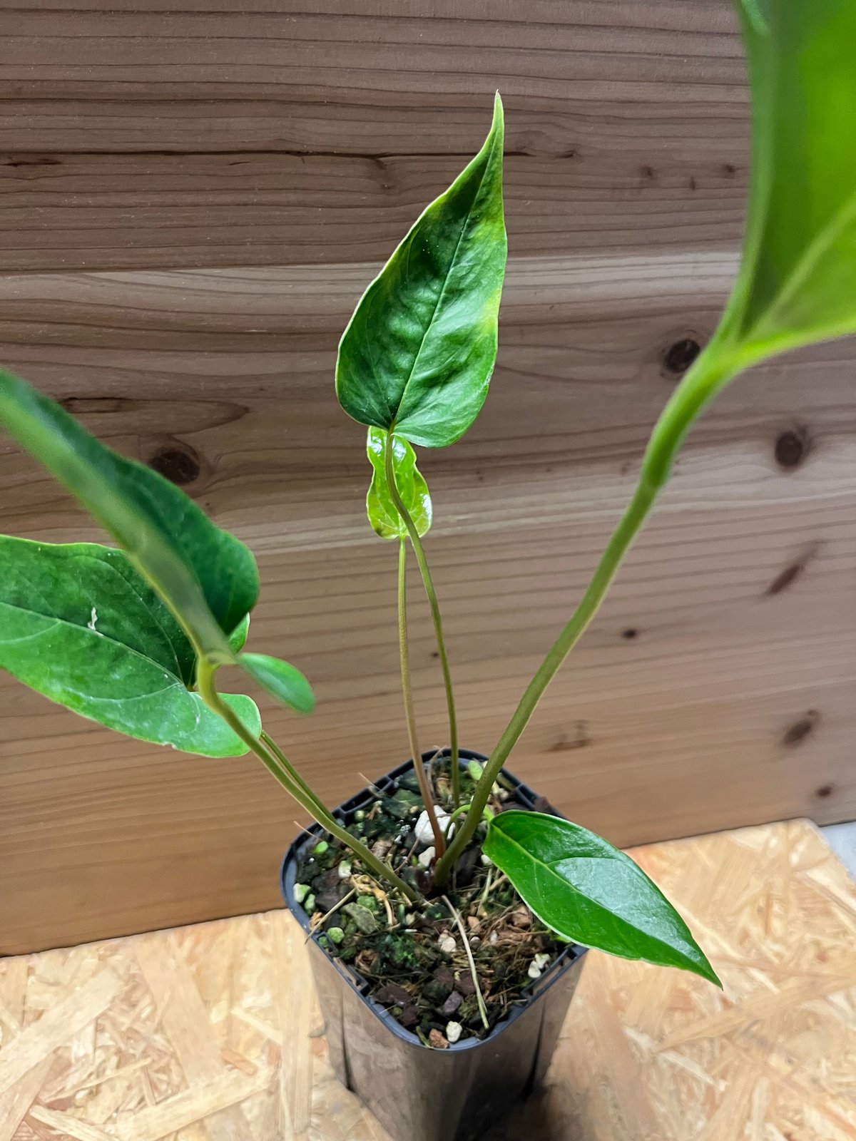 アンスリウム ペダツム | GREEN LUCK