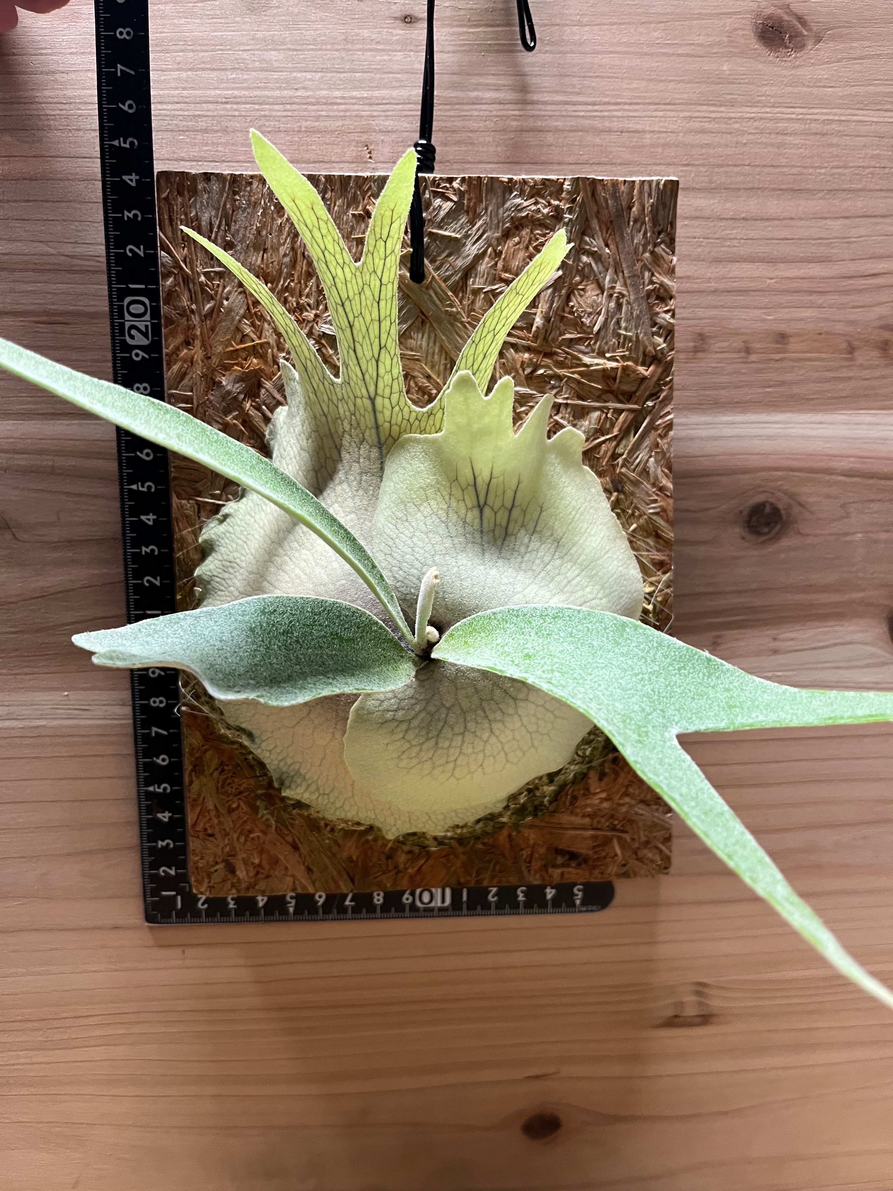 ビカクシダ Platycerium veitchii ベイチー レモイネイ ビカクシダ ベイチー レモイネイ | GREEN LUCK