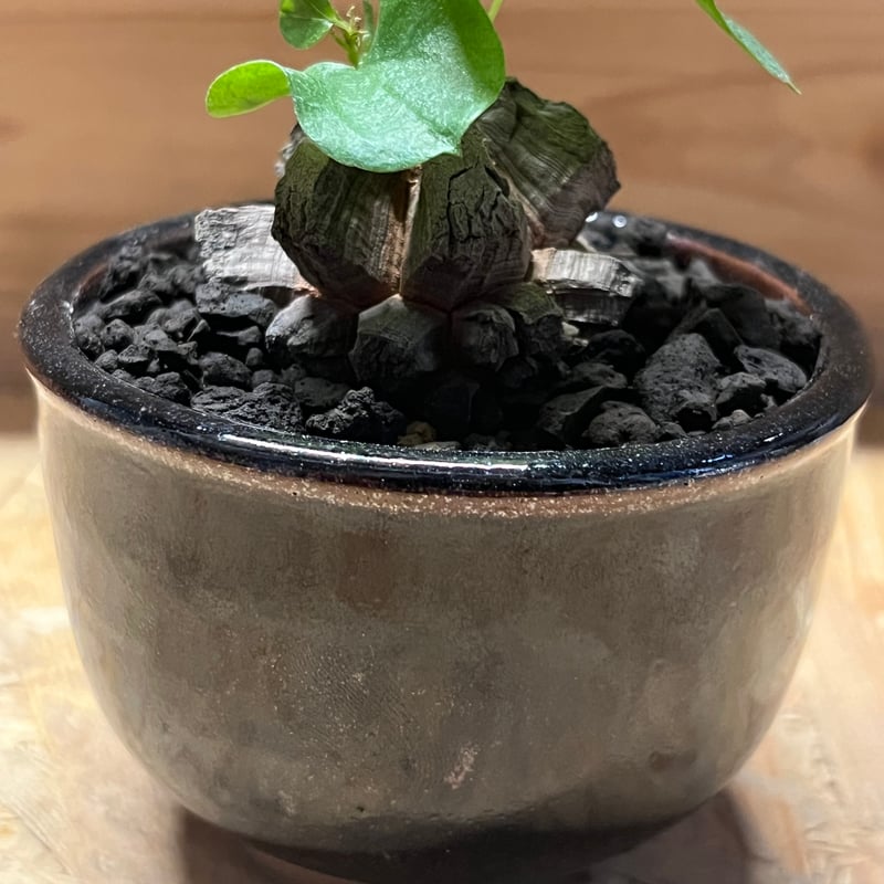 亀甲竜　（ディオスコレア　エレファンティペス）　ベアルート　発芽済み　鉢ごと発送 アフリカ亀甲竜 塊根植物 ディオスコレア エレファンティペス 鉢ごと