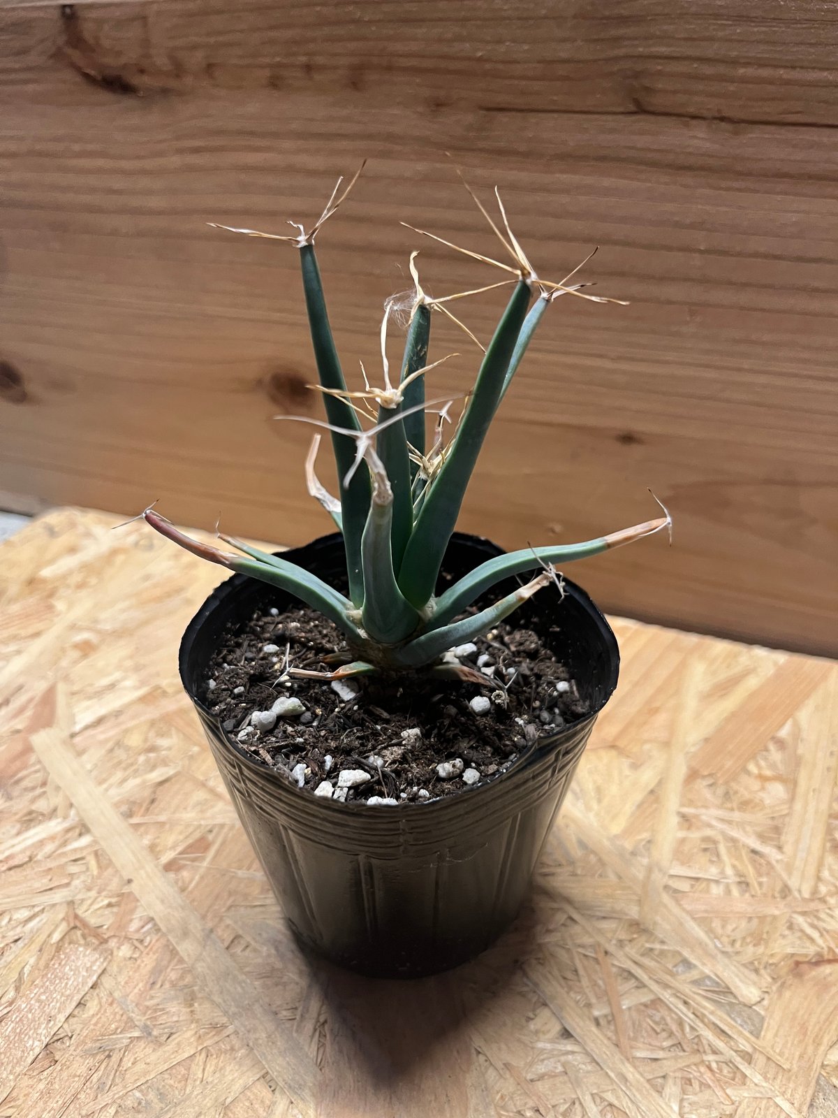 レウクテンベルギア プリンキピス 晃山 | GREEN LUCK