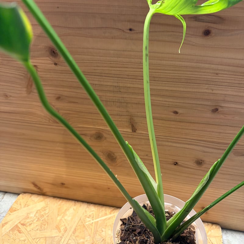 モンステラ デリシオーサ 'ユニアエ' | GREEN LUCK