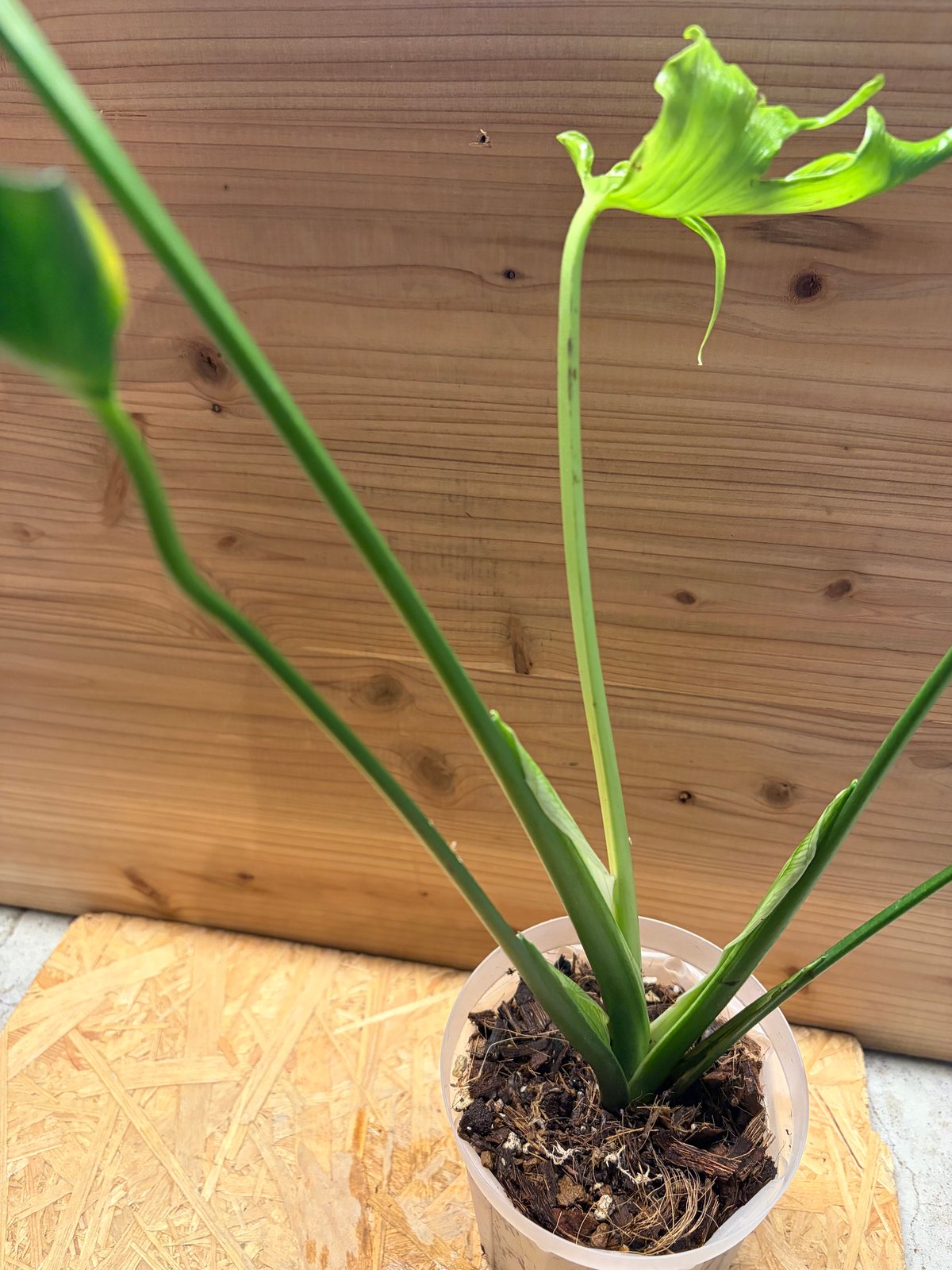 モンステラ デリシオーサ 'ユニアエ' | GREEN LUCK