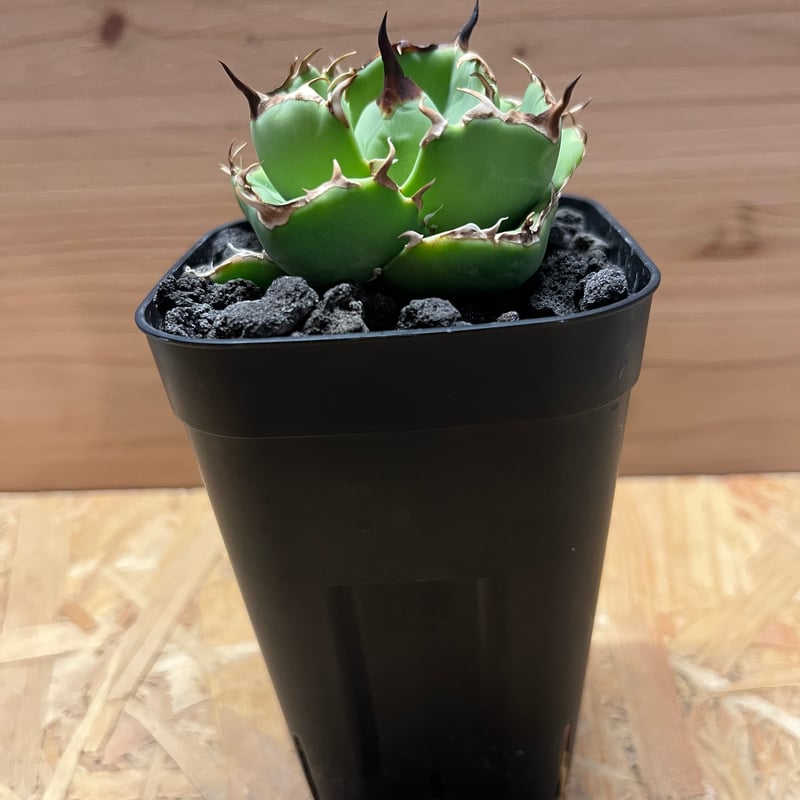 アガベ チタノタ アングリーハート | GREEN LUCK