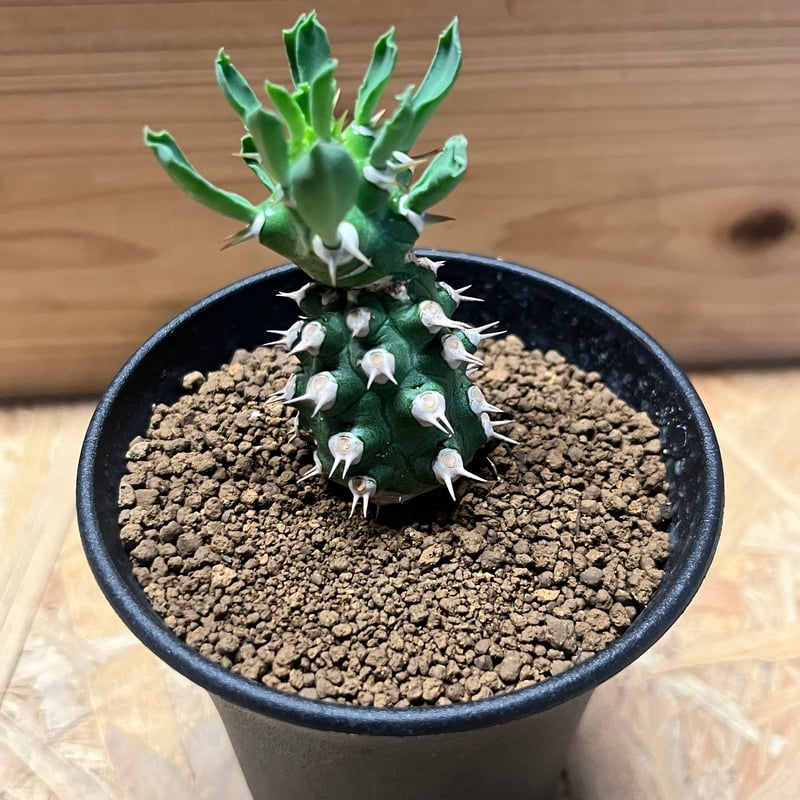 ユーフォルビア　cv.トム ユーフォルビア cv.トム | GREEN LUCK